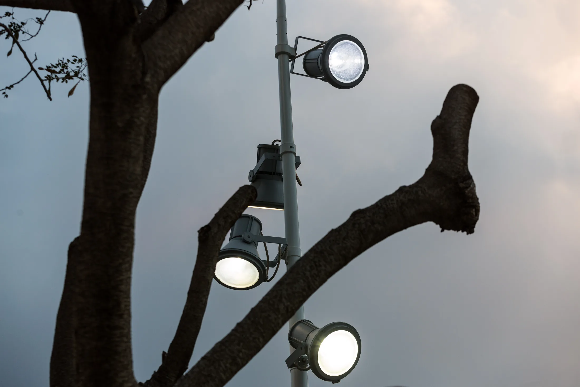 Pole-mounted luminaires among the tree branches