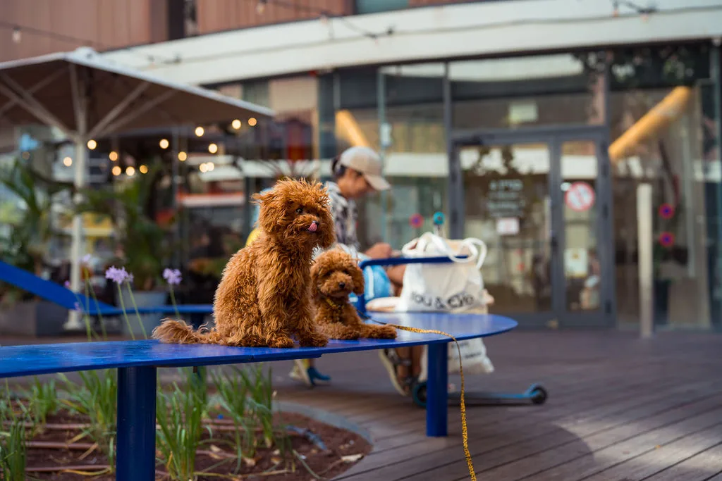 Blue bench and café frontage at street level