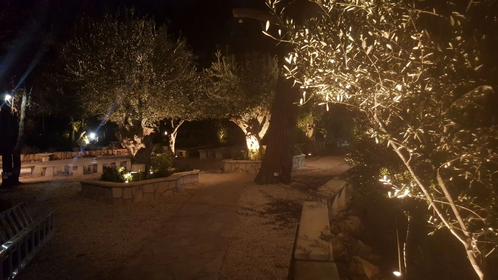The garden at night with uplit olive trees and lit paths